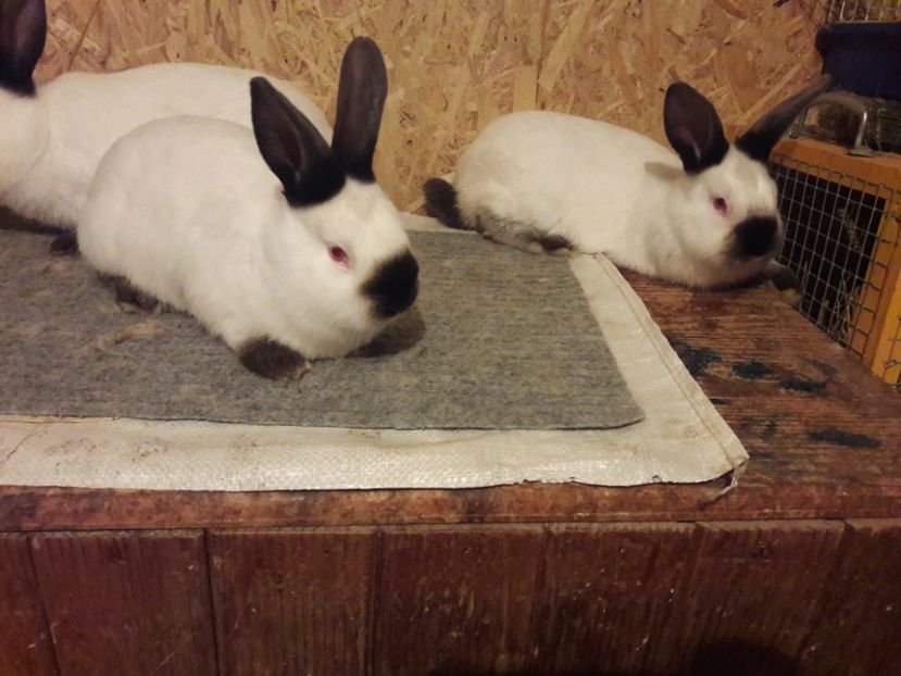  - b Tineret californian