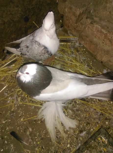  - gusat ceh sau maltez