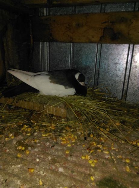  - gusat ceh sau maltez