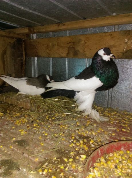  - gusat ceh sau maltez