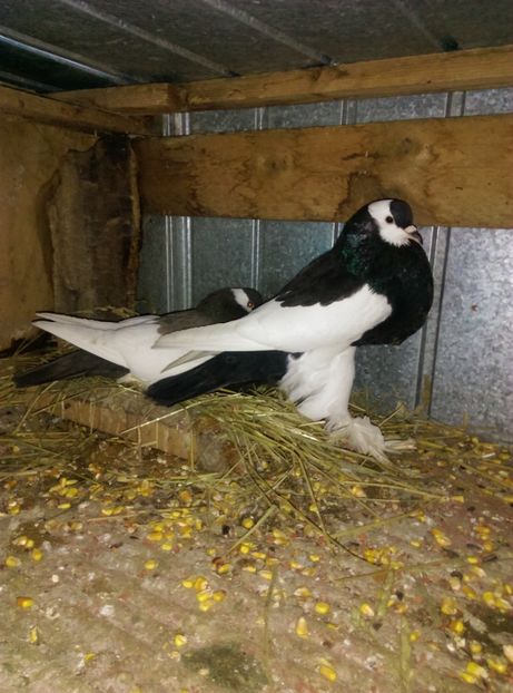  - gusat ceh sau maltez