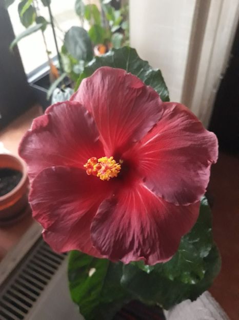  - Hibi Electric Blue