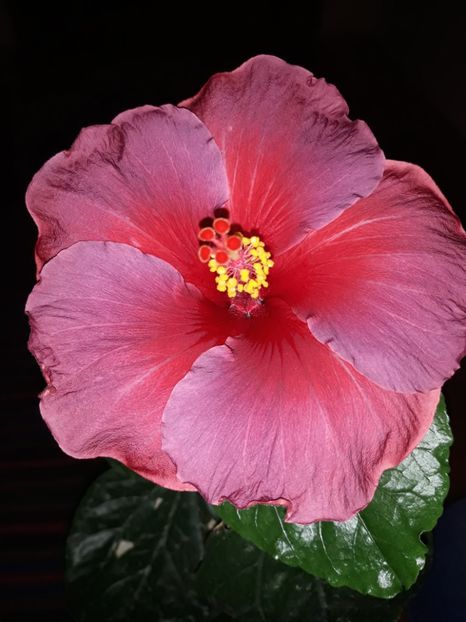  - Hibi Electric Blue