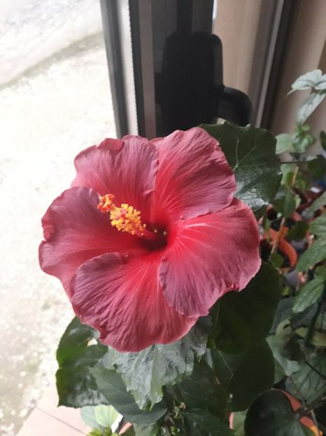  - Hibi Electric Blue