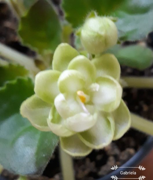 Rainbow Limelight - AA violete africane de colectie