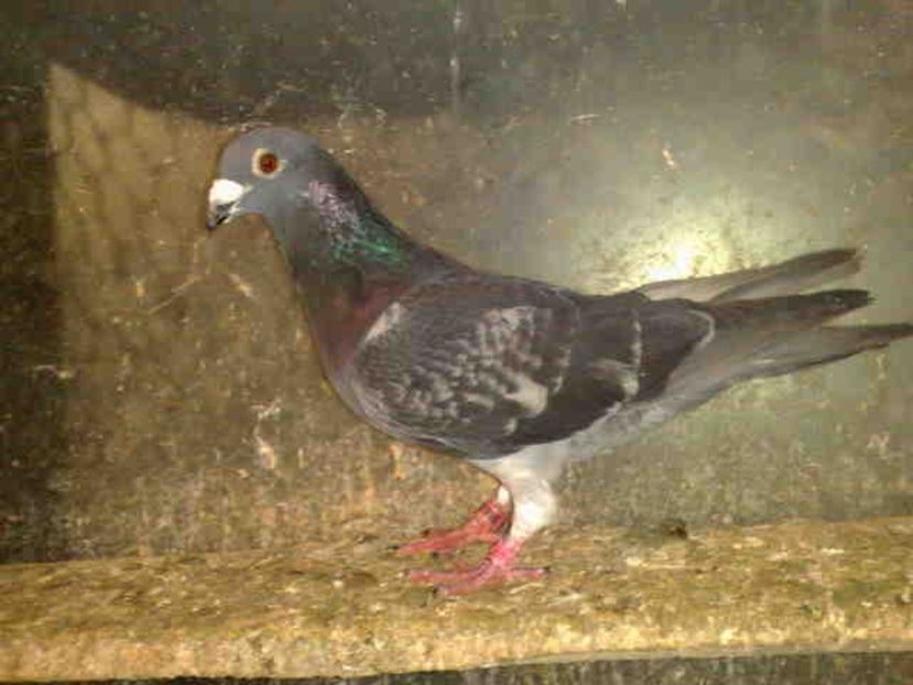 109-VANDUT - Vinzare 2021