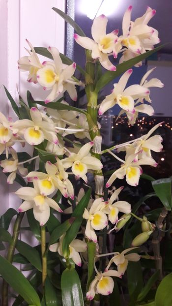  - Dendrobium nobile galben 1