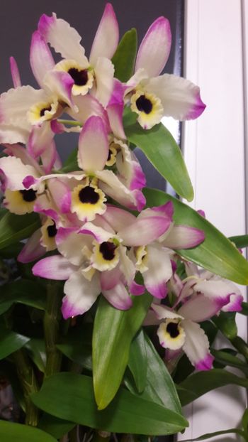  - Dendrobium Oriental Paradise Aurora?