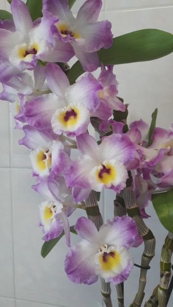  - Dendrobium Sweet Pinky Love?