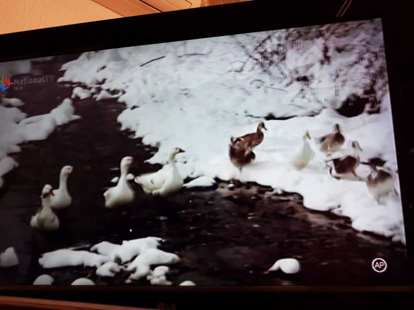 Iarna Bobocilor - Iarna Bobocilor 1977