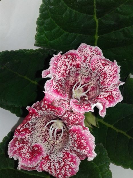  - GLOXINIA 2018