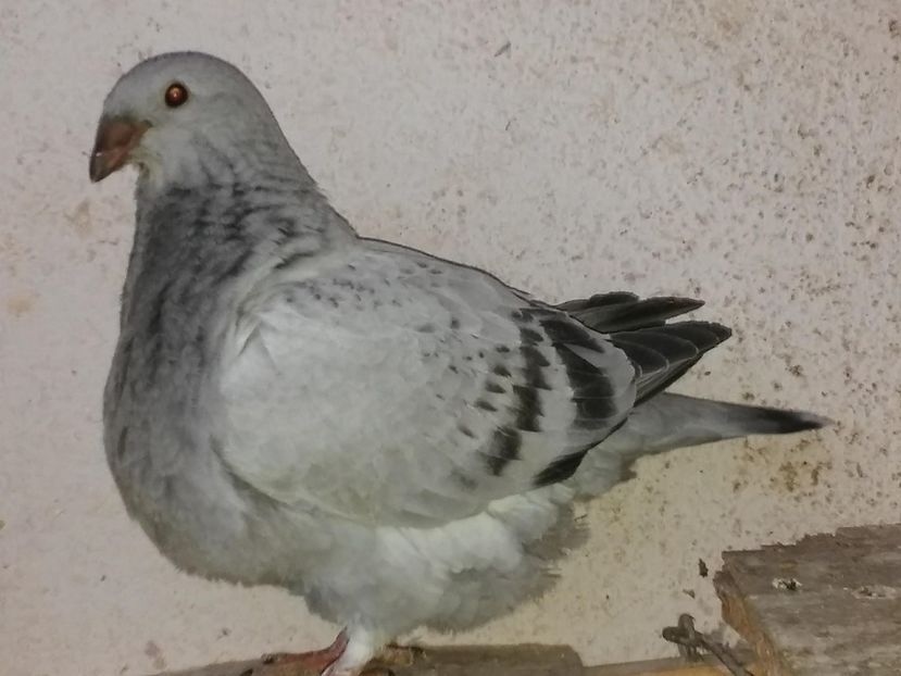 F 2018 - PUI 2018 produsi in LA FABRICA