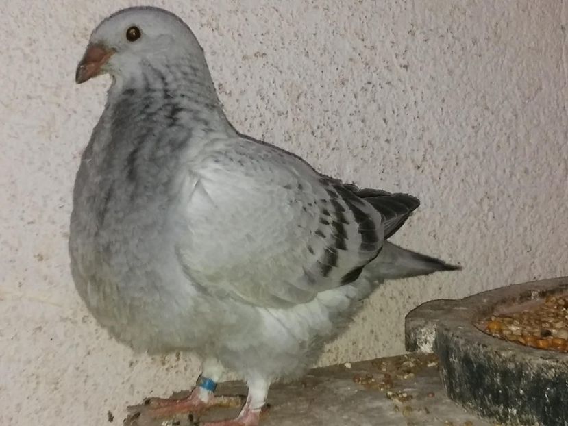 F 2018 - PUI 2018 produsi in LA FABRICA