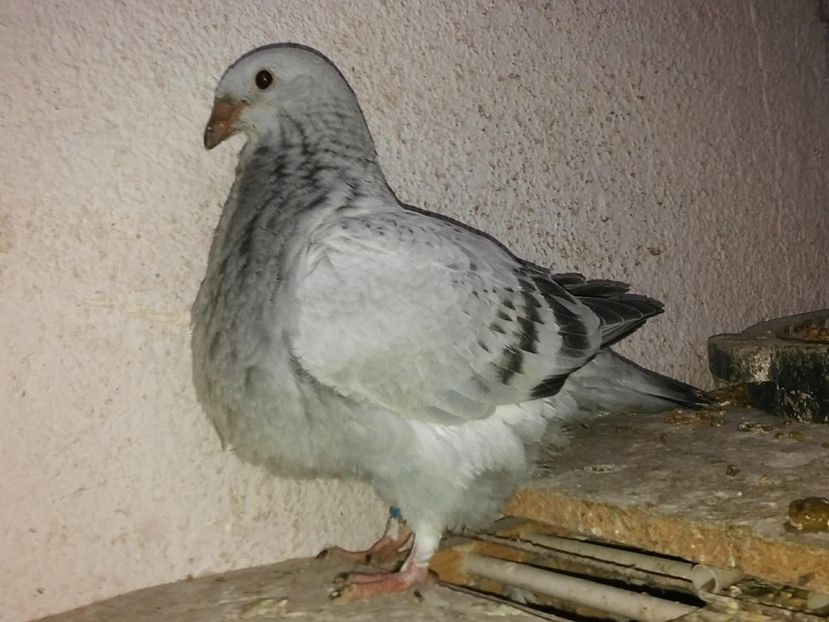 28459590_1554754081309881_13098039_o - PUI 2018 produsi in LA FABRICA