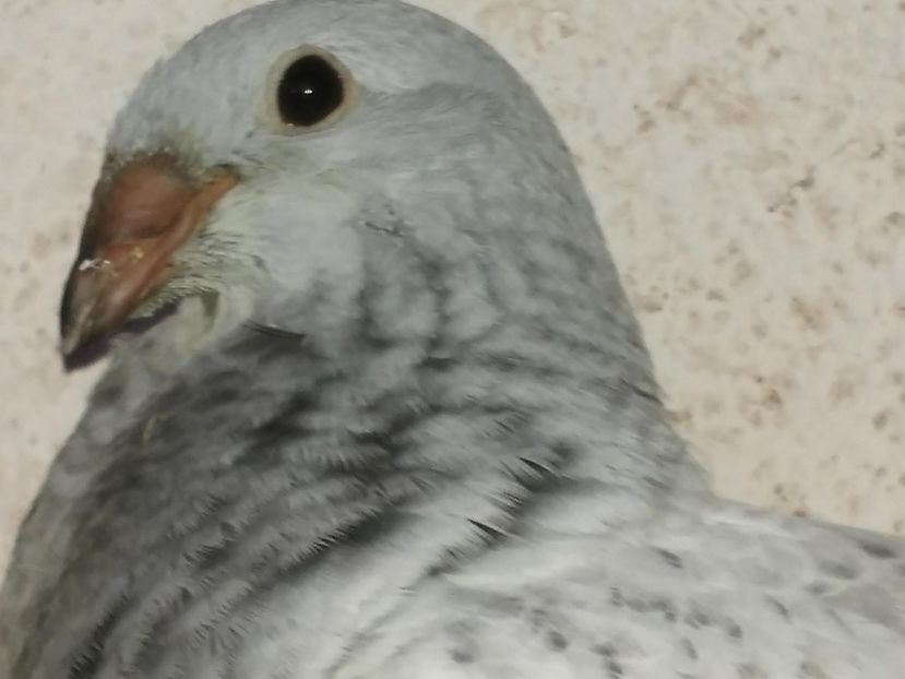 28461788_1554754104643212_1428104264_o - PUI 2018 produsi in LA FABRICA