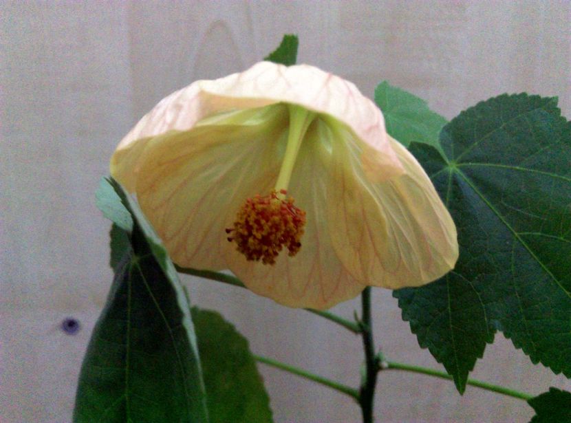  - Abutilon 2016-2017 -2018-2019