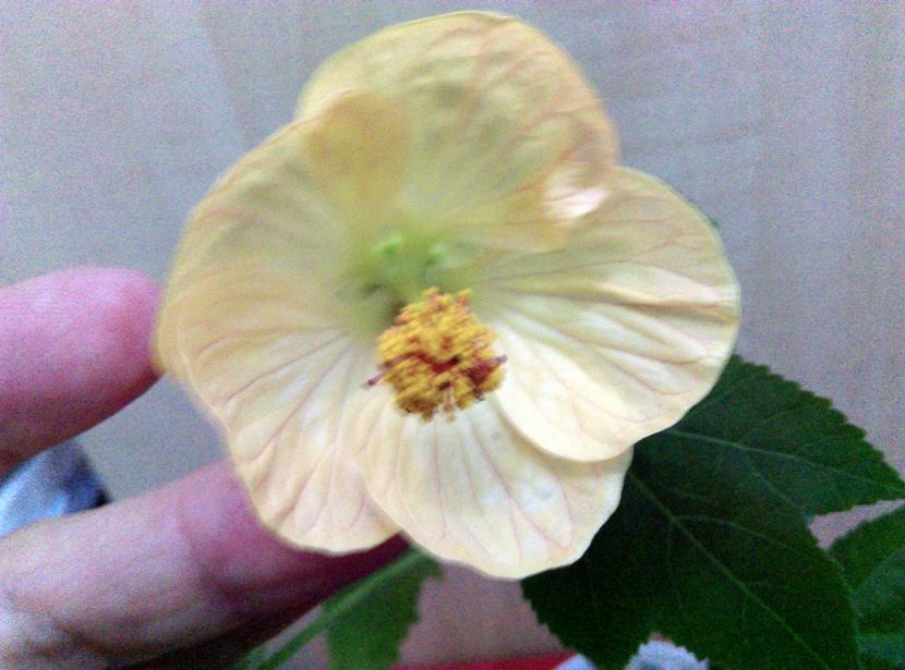  - Abutilon 2016-2017 -2018-2019