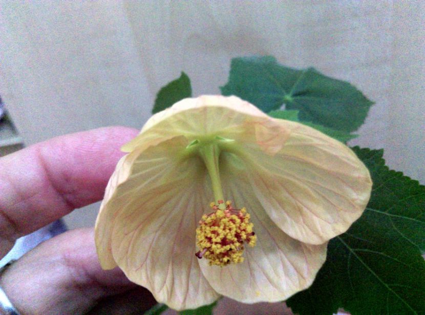  - Abutilon 2016-2017 -2018-2019