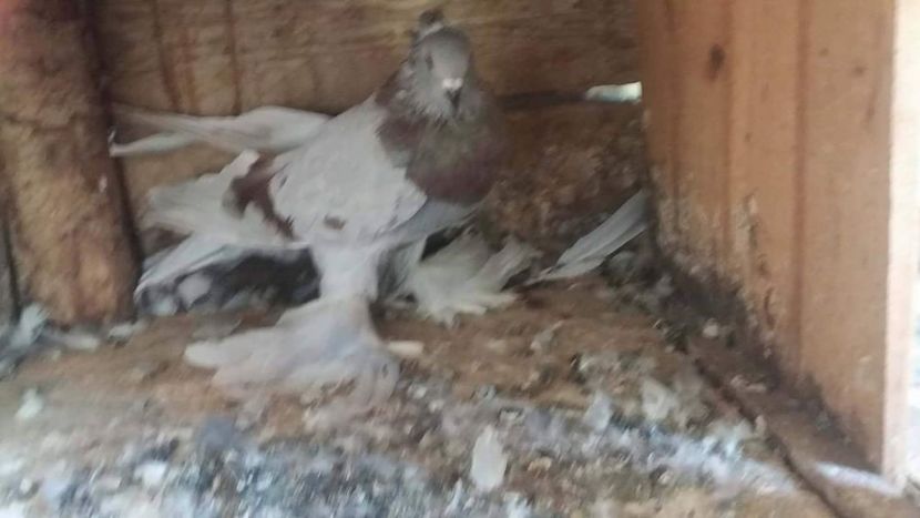 bb4b9975a1a4c4bd3e12e7cb1d9d5883.0 - Porumbei care  nui mai detin