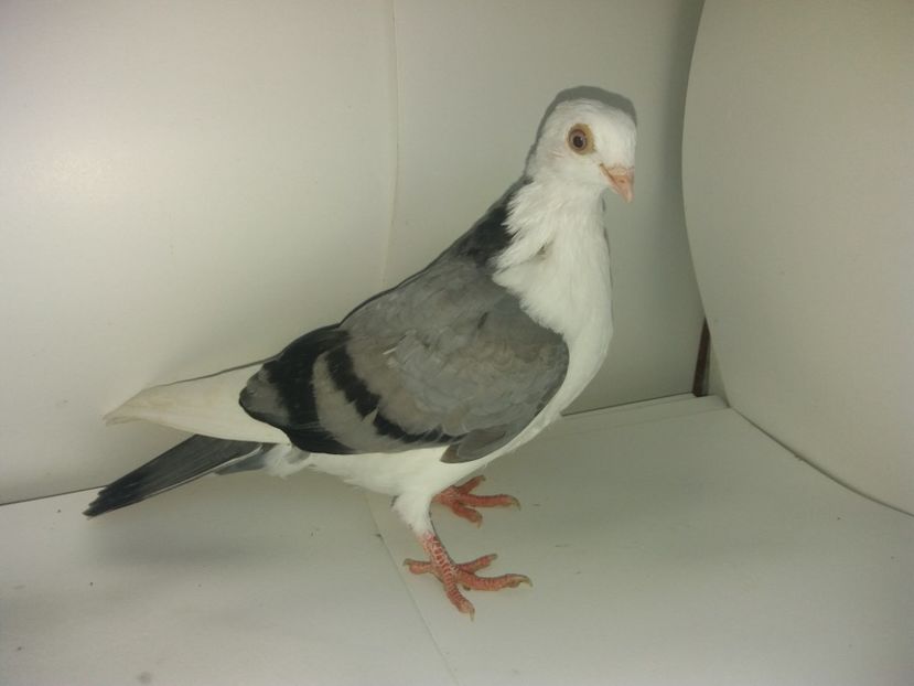 femelă  2017 - Plecați ALBUM 1