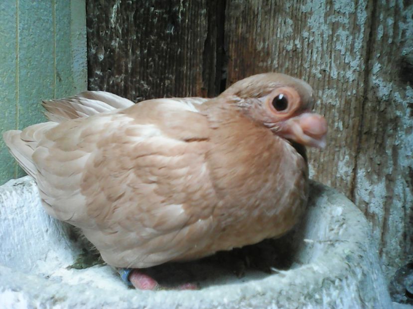 Promoția februarie 2018 - B E R B E R I  ---    BARBS  PIGEONS