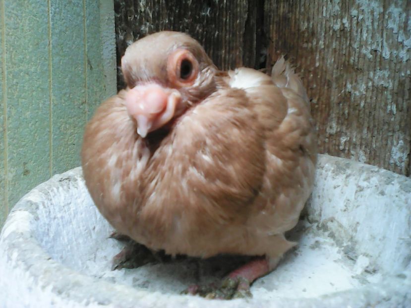 Februarie  2018 - B E R B E R I  ---    BARBS  PIGEONS