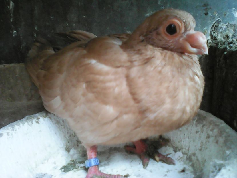  - B E R B E R I  ---    BARBS  PIGEONS