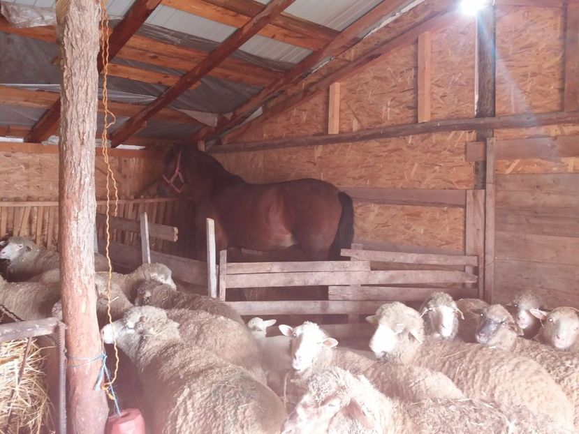 IMG-20180212-WA0007 - Arcan