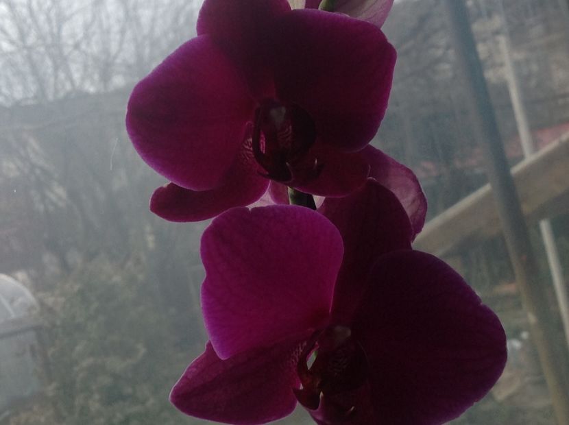  - Phalenopsis ian 2018