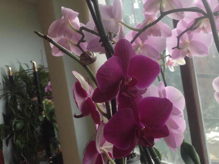  - Phalenopsis ian 2018