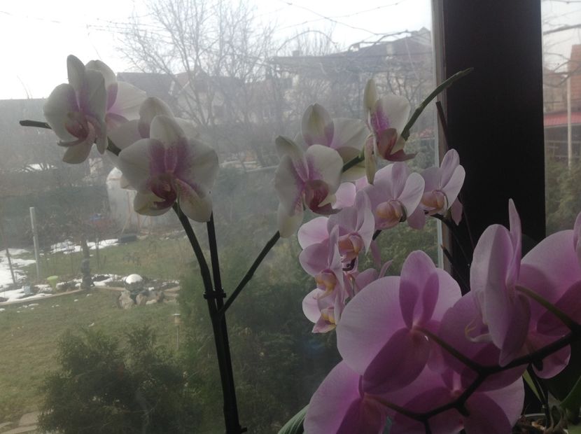  - Phalenopsis ian 2018