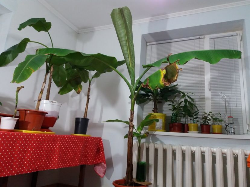 Ierneaza in casa, 2 metri inaltime - Bananieri Din Seminte Musa helen s hybrid