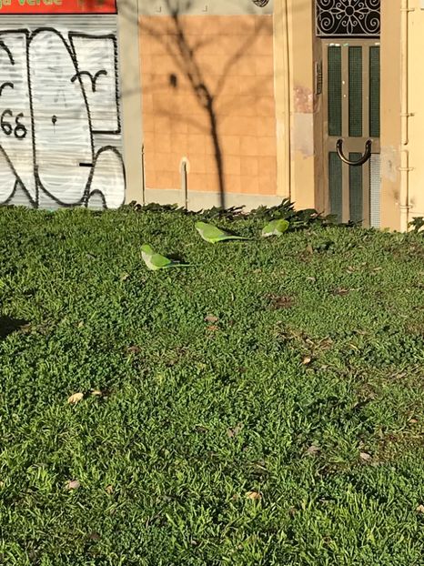 65956C2E-C5E0-44E1-A414-35EBA6F07F9C - Spania Franța 2018