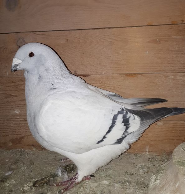 F   2013 - Femele 2018