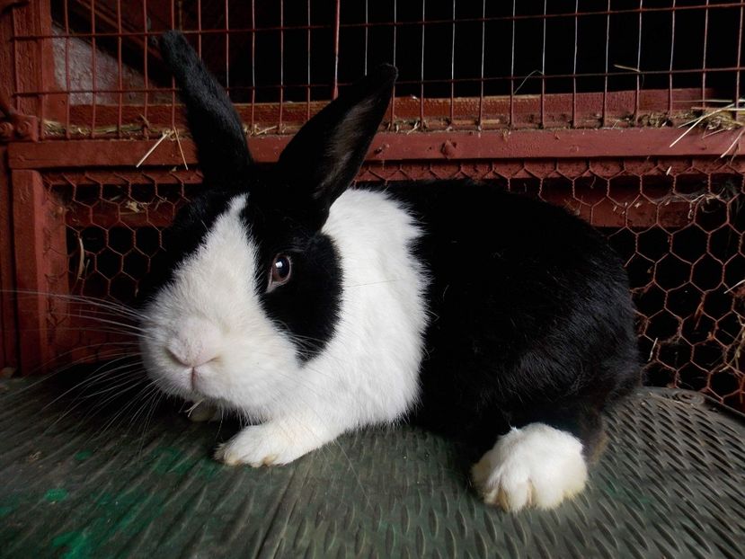 received_536074930104997 - Olandez