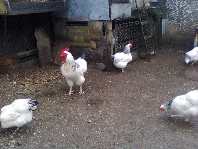 Fotografie3112 - familia 1 shd