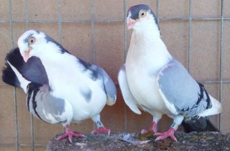  - 1Galateni baltat pe negru vanat 2017