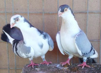  - 1Galateni baltat pe negru vanat 2017