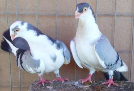 2Jucator de Galati baltat pe vanat - 1Galateni baltat pe negru vanat 2017