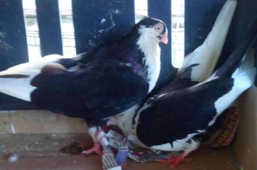 3Jucator de Galati baltat pe negru - 1Galateni baltat pe negru vanat 2017