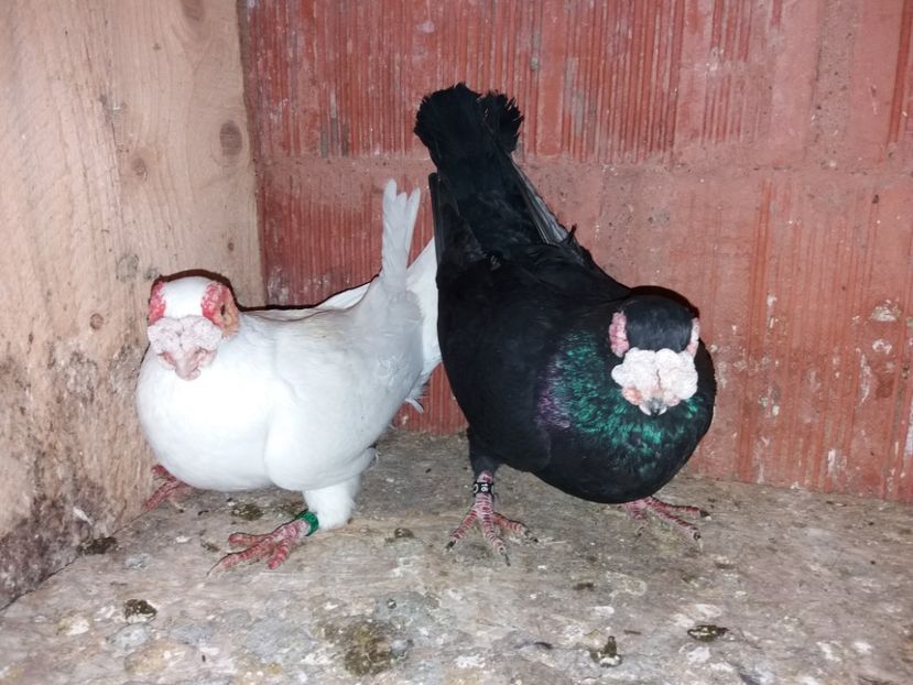  - ae berberi si carunculati 2018