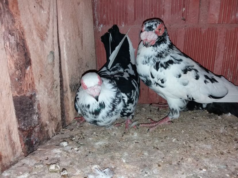 Per 10 M F 2016 - ae berberi si carunculati 2018