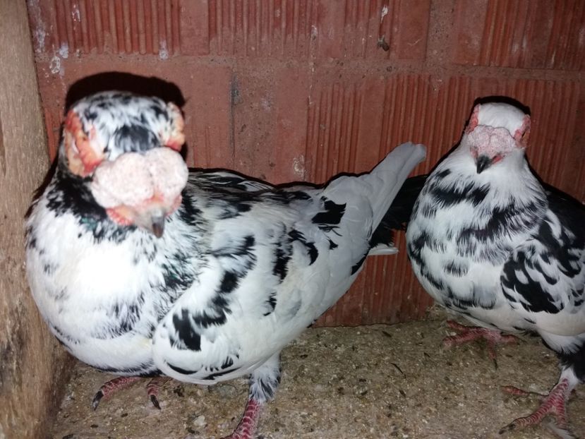  - ae berberi si carunculati 2018