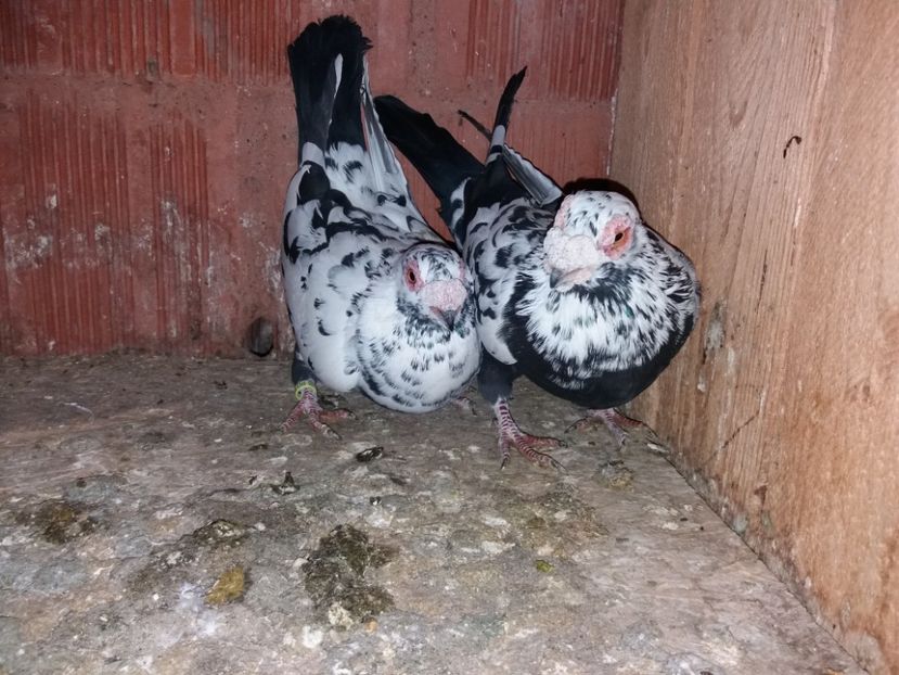 Per 11 M 2016 F 2017 - ae berberi si carunculati 2018