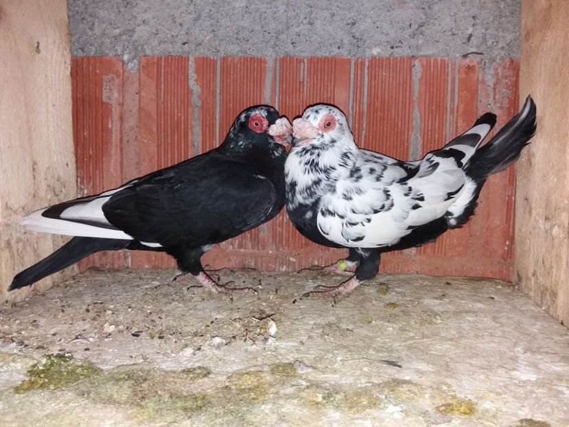 Per 13 M F 2017 - ae berberi si carunculati 2018