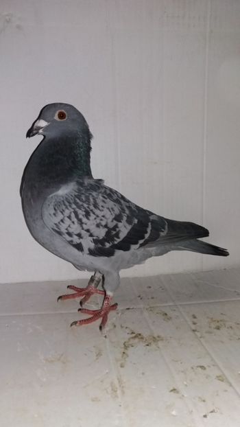 F 2015 vanduta - De! voiajori vanduti