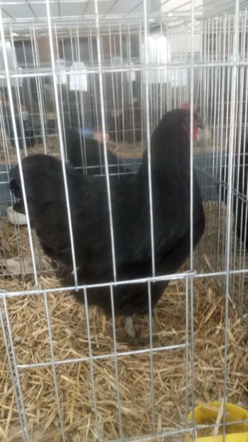  - Jersey urias negru