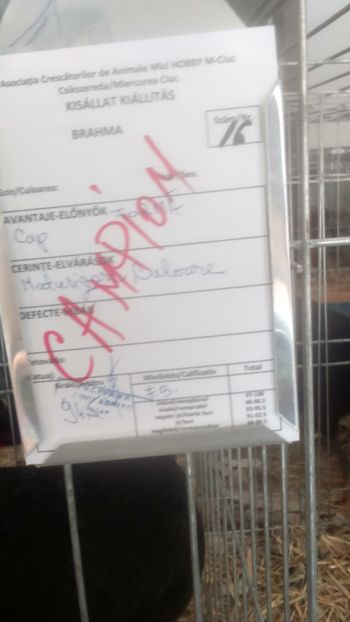  - Jersey urias negru