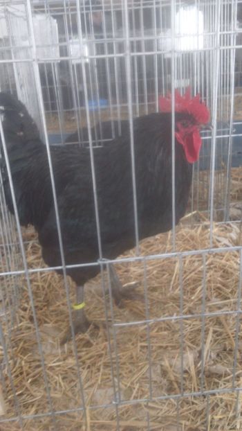  - Jersey urias negru