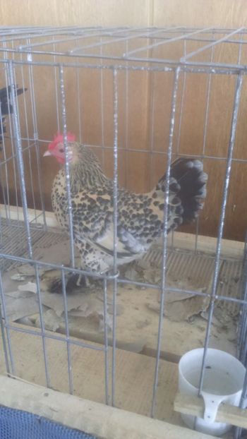  - Mii de flori lemon